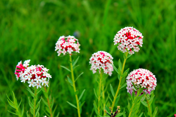 id="tbhqspvr5bbn">馒头花又名狼毒,是瑞香科狼毒属的多年生草本植物