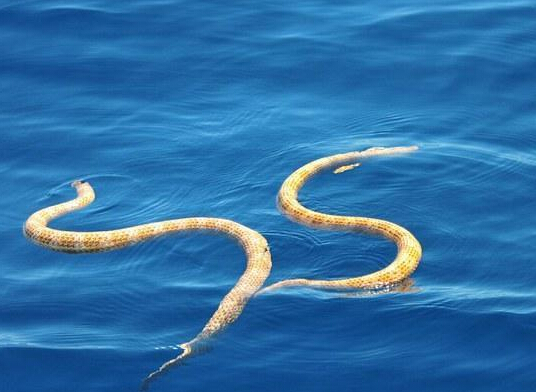 短鼻海蛇