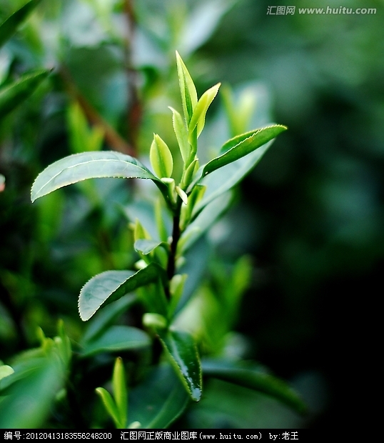  p>茶树,原名:茶,拉丁文名: i>camellia sinensis /i> (l.) o. ktze.
