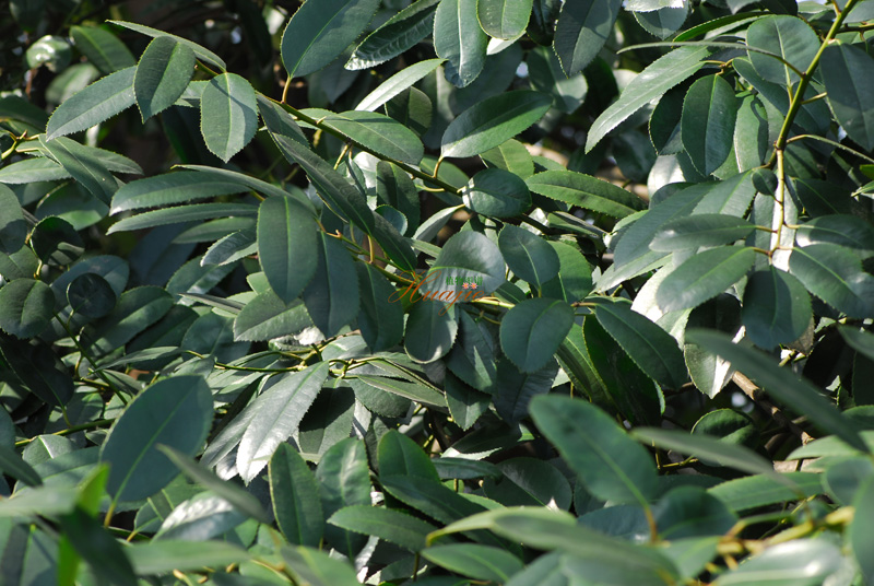  p>大叶冬青(学名:ilex latifolia thunb.