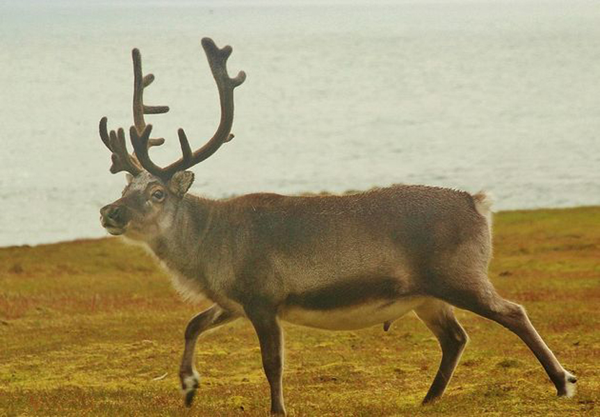  p>斯瓦尔巴德群岛驯鹿(学名:rangifer tarandus platyrhynchus)是