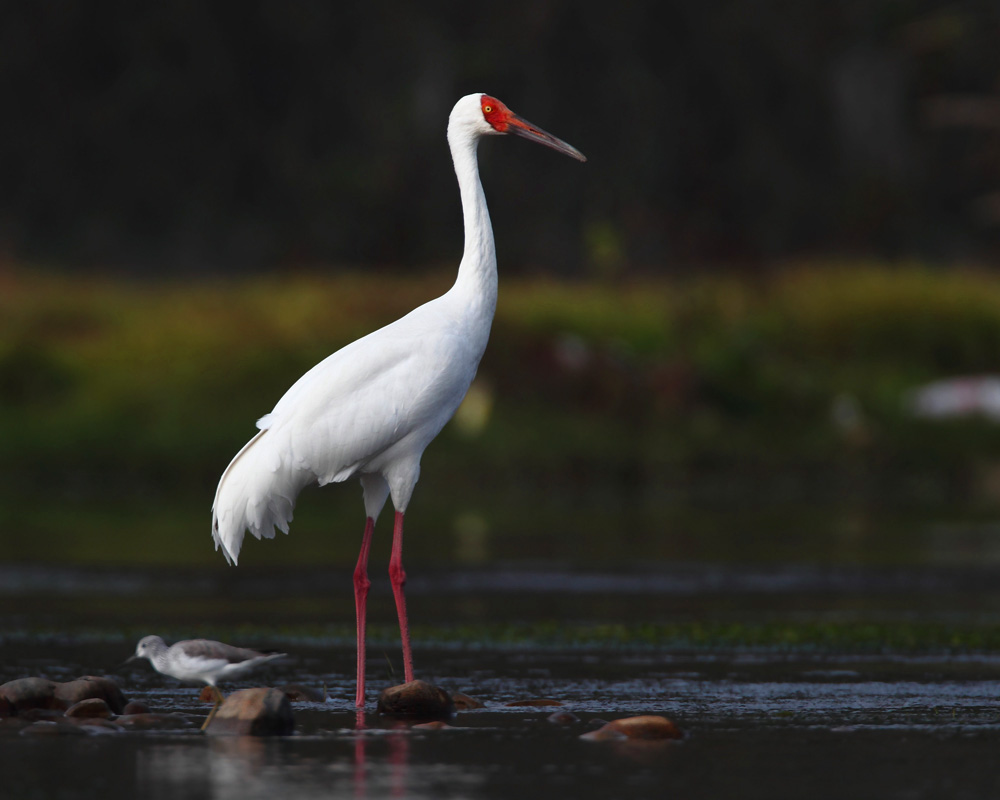 黑龙江肇源沿江湿地省级自然保护区