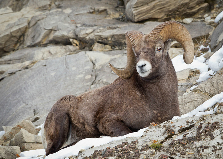  p>落基山大角羊(学名: i>ovis canadensis canadensis /i>):是大角羊
