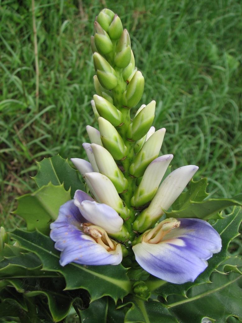 data-lemmaid="8251192">爵床科 /a>老鼠簕属植物,约30余种,分布于