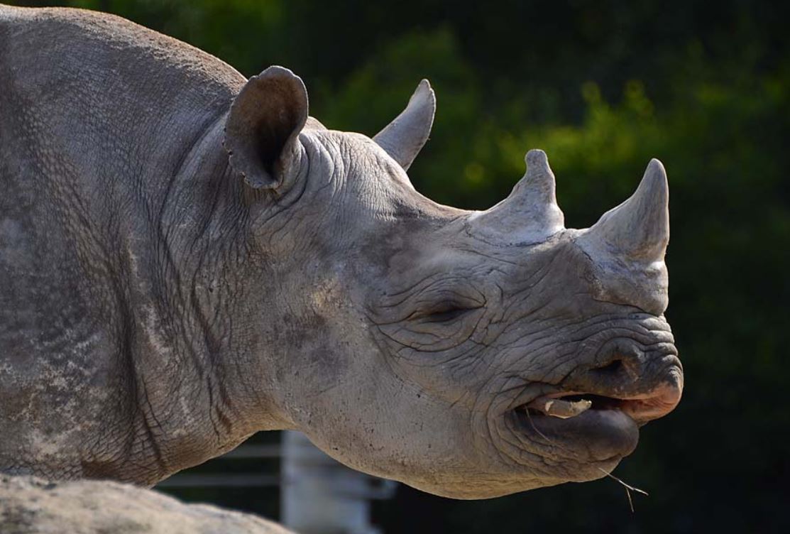  i>dicerorhinus sumatrensis /i>),是哺乳纲,犀科,双角犀属的唯一 a