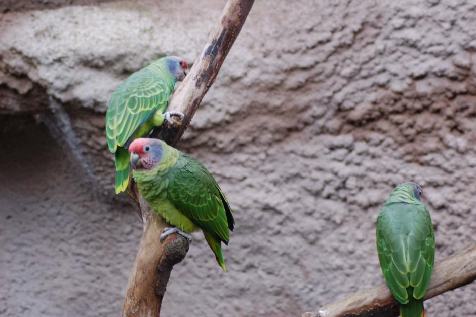  p>红尾亚马逊鹦鹉(学名:amazona brasiliensis)是典型的 a target="
