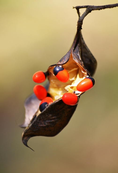  p data-id="txtxsqs3bqie">相思子,豆科红豆属藤本植物,茎细长,老茎