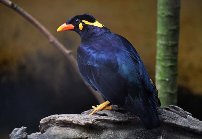  p>鹩哥(学名: i>gracula religiosa /i>):是 a target="_blank" href