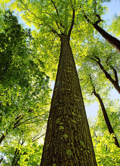  p>北美红栎(学名: i>quercus rubra /i>  l.