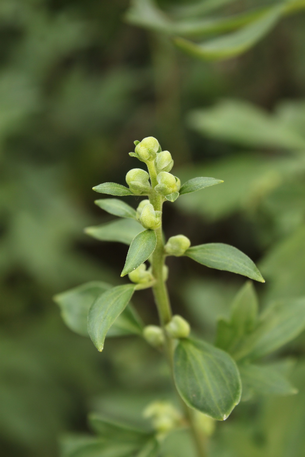  p>宁武乌头,是 a target="_blank" href="/item/毛茛科/2374841"