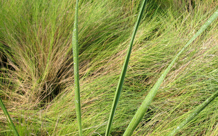  p>大米草(学名: i>spartina anglica  /i>hubb.