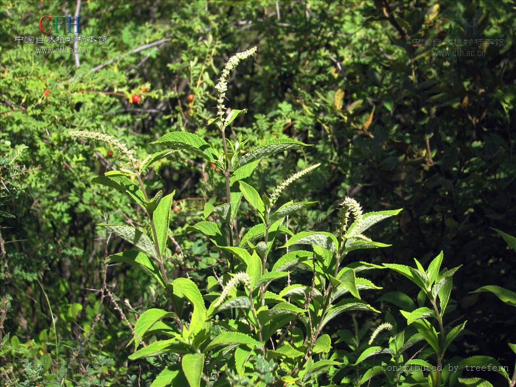 elsholtzia rugulosa hemsl.