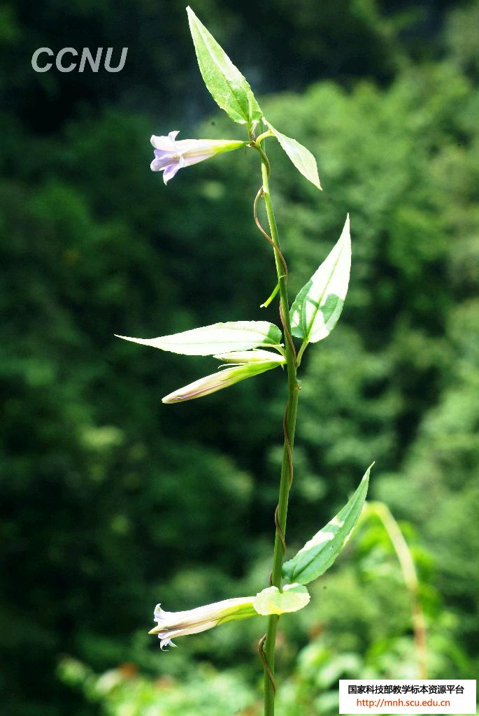 smith 龙胆科,双蝴蝶属多年生缠绕草本.有清热解毒,止咳止血的功效.