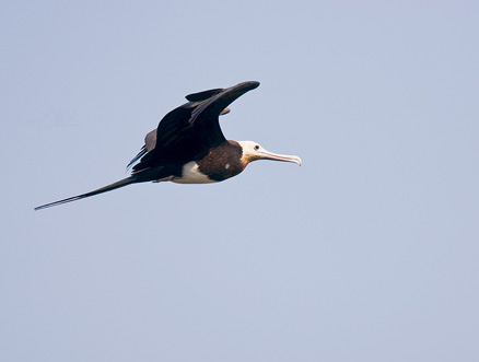 frigate bird