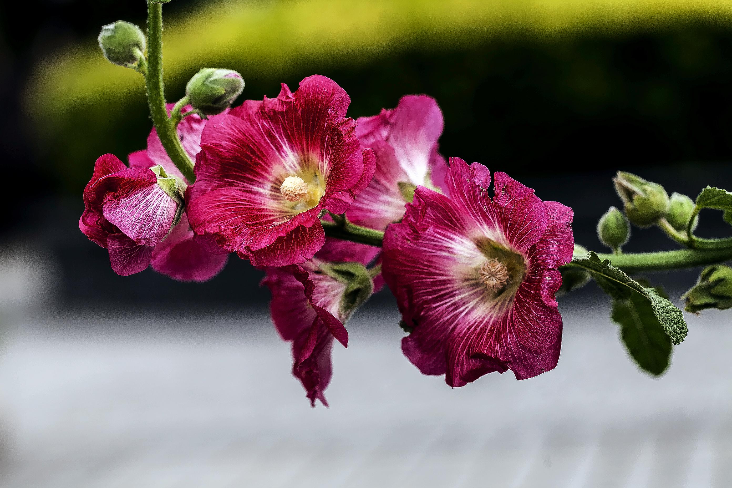  p>蜀葵(学名: i>althaea rosea  /i>(linn.) cavan.