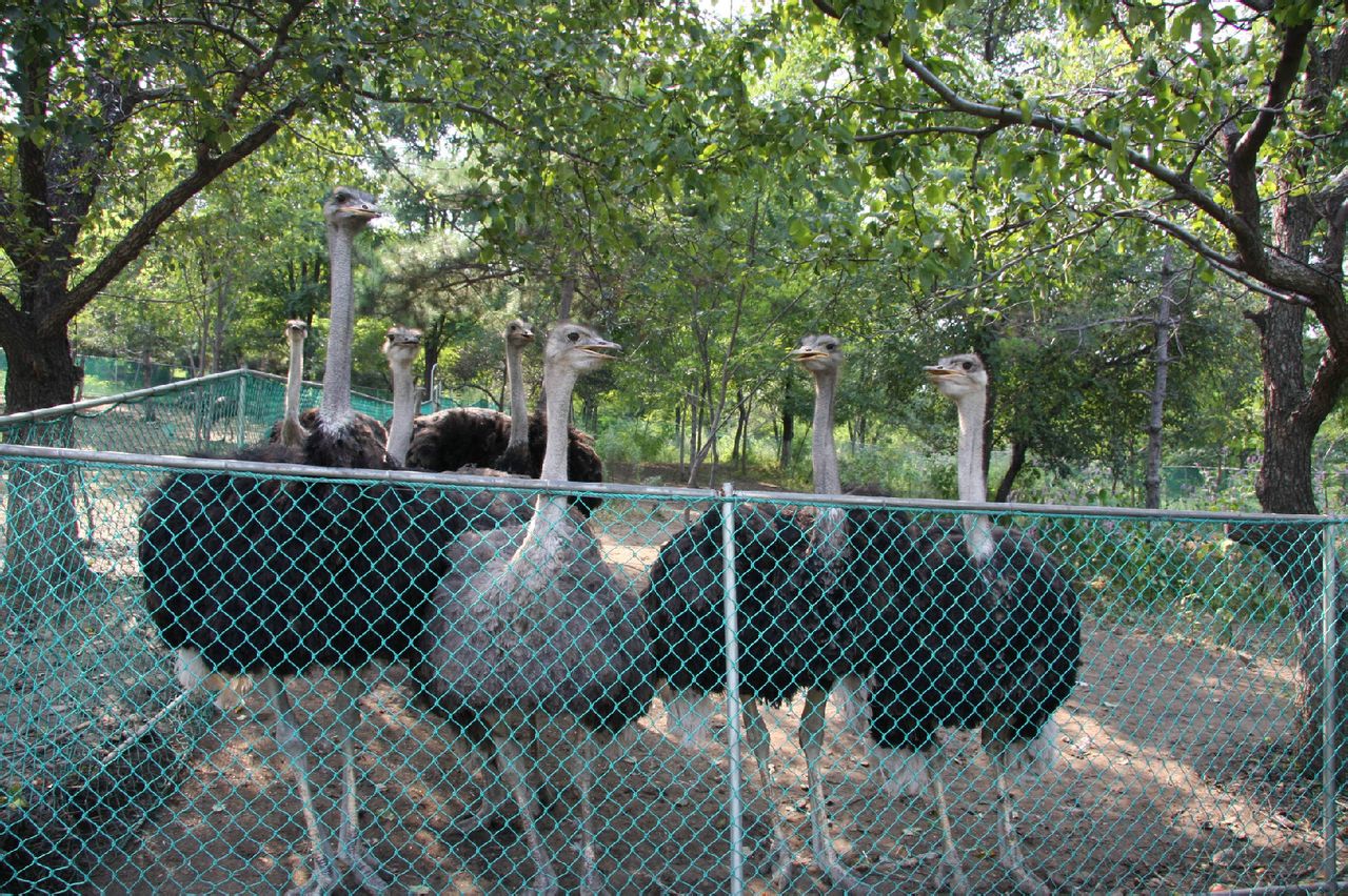  p>本溪市动植物园位于平顶山西北麓,占地面积51.