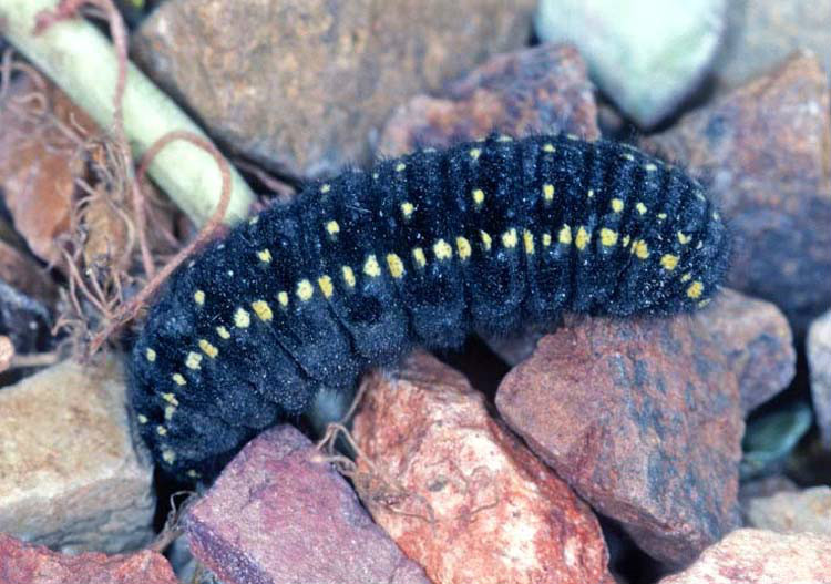  p>田鼠绢蝶(学名: i>parnassius smintheus /i>):是体型中等大小