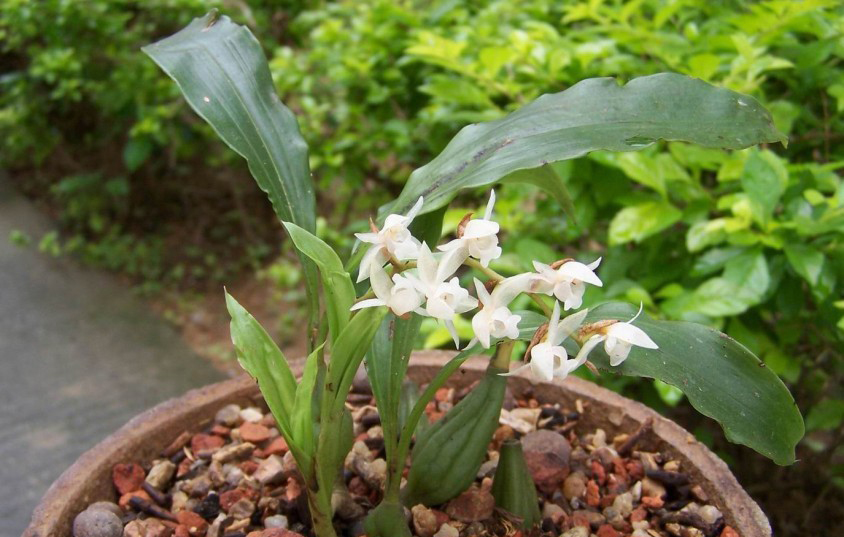  p> a target="_blank" href="/item/长足石豆兰/16168511" data