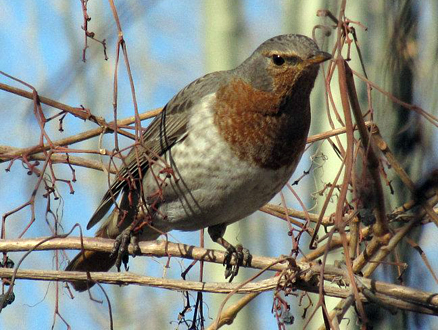  p>赤颈鸫(学名: i>turdus ruficollis /i>)是鸫科,鸫属中型鸟类,体长