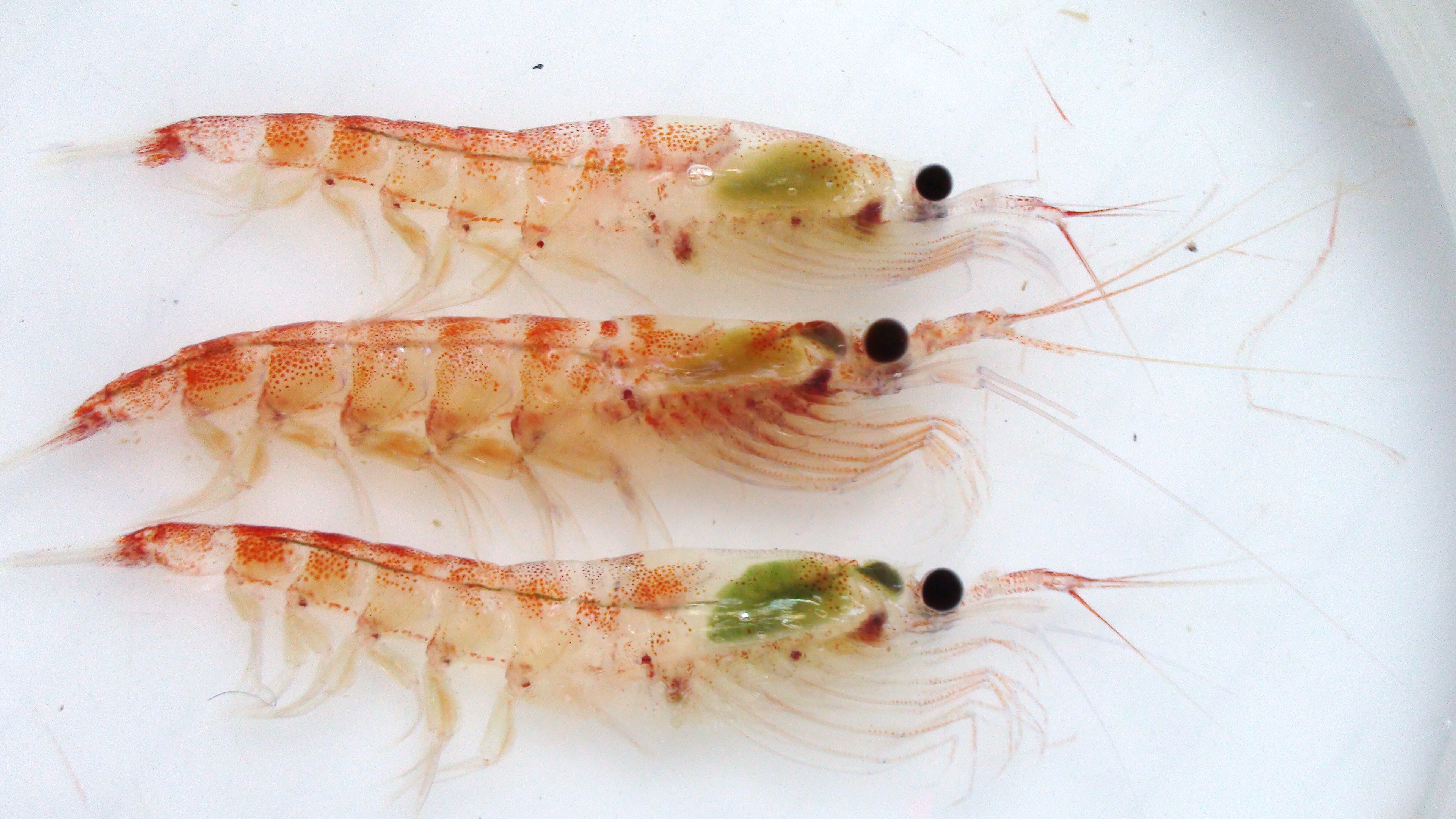  p>磷虾是指一种类似虾的 a href="#" data-lemmaid="4446894">海洋无