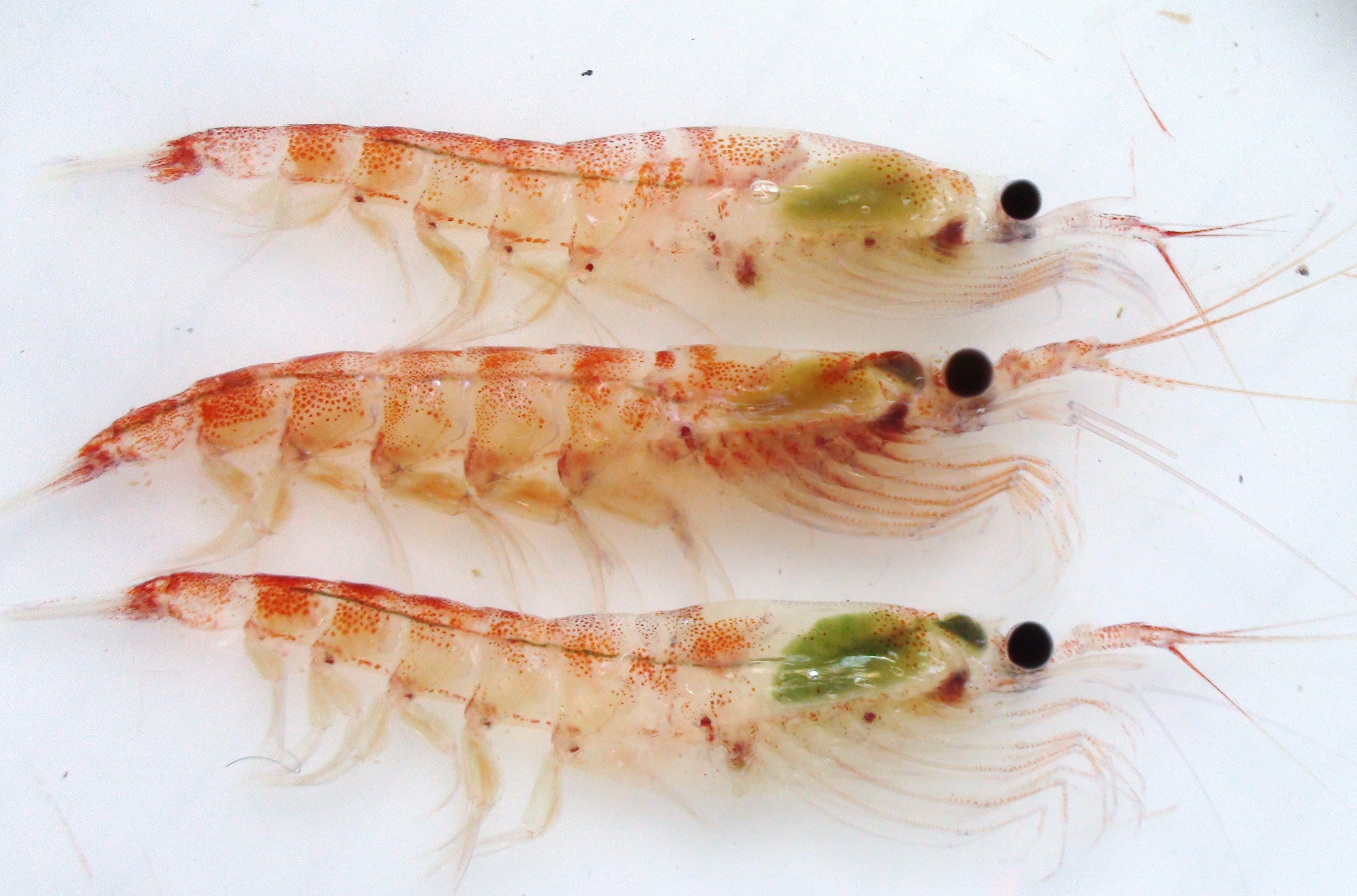 krill