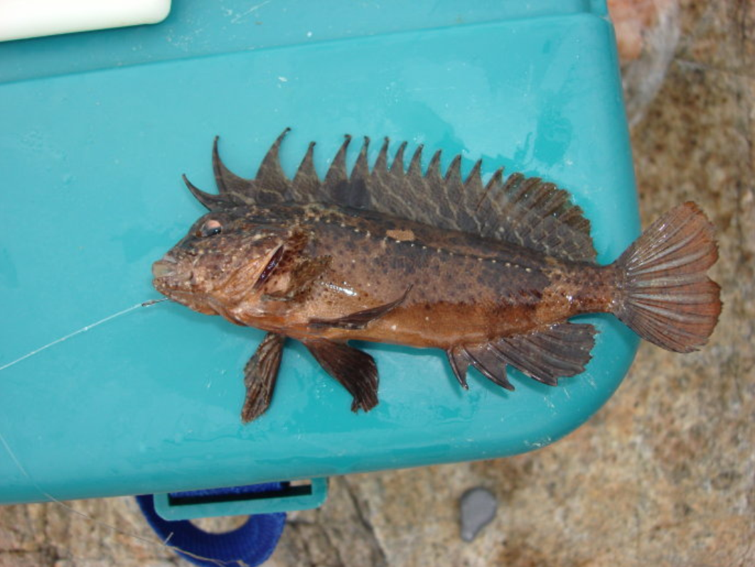  p data-id="gnwkgxzcwl">毒鲉,也称鬼蚰,海蝎子,虾虎子,石头鱼,是毒