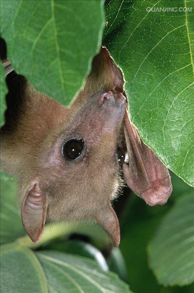  p>果蝠(拉丁学名: i>rousettus leschenaulti /i>)是狐蝠科果蝠属下