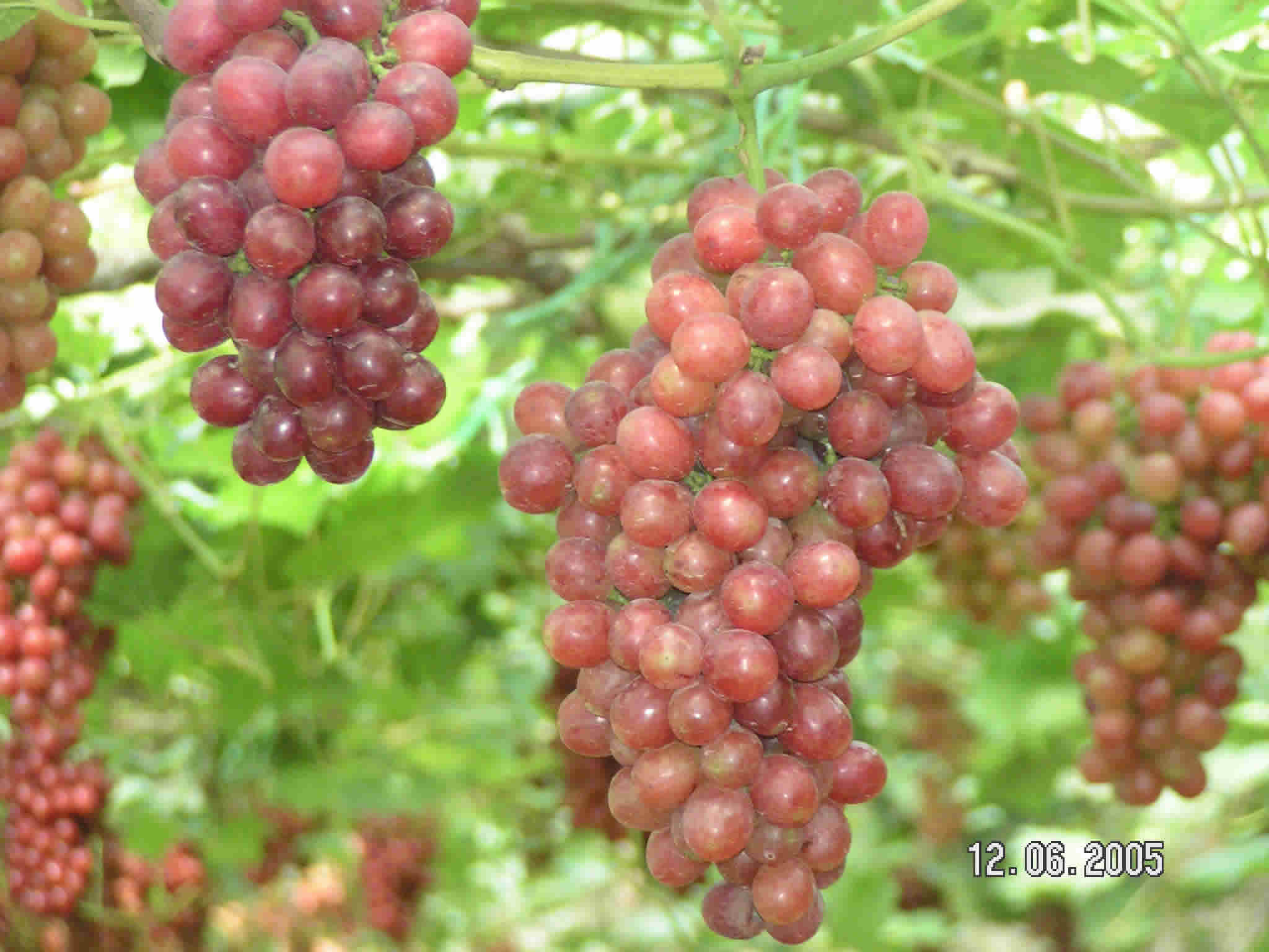  p>京秀是以玫瑰香,红无粒露和潘诺尼亚等品种