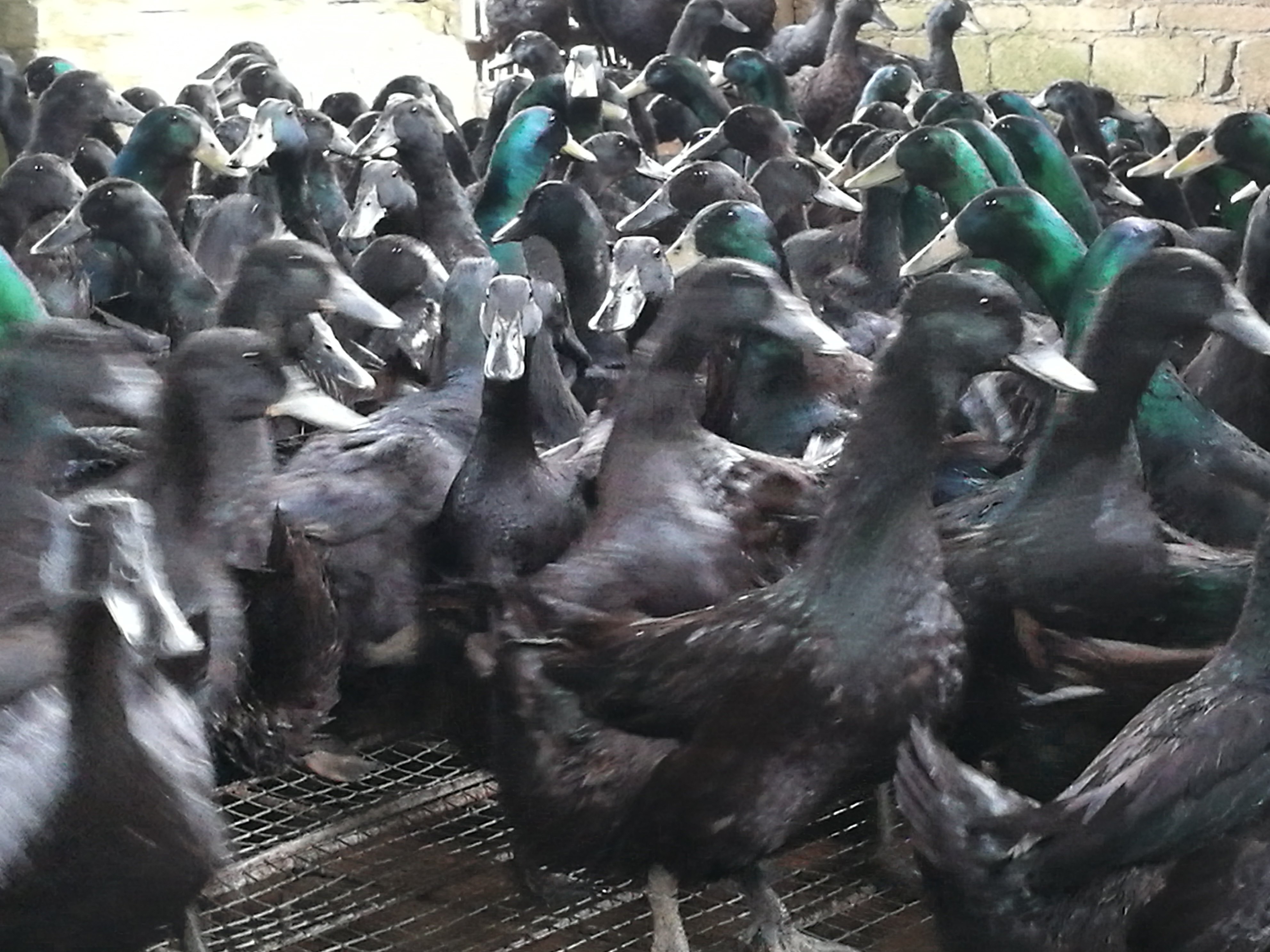 href="/item/黑鸭/8227606" data-lemmaid="8227606">黑鸭 /a>品种,黑