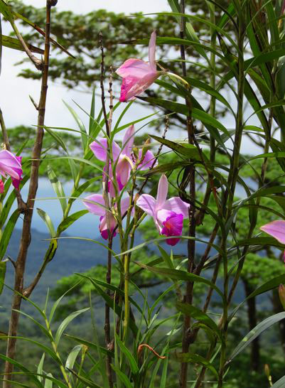  p>竹叶兰(学名: i>arundina graminifolia /i>  (d. don) hochr.