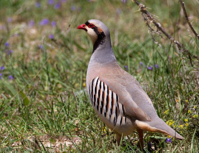  p>石鸡(学名: i>alectoris chukar /i>):是中型 a target="_blank"