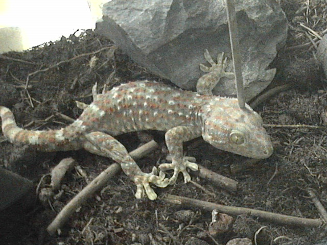 "/item/四脚蛇/992038" data-lemmaid="992038">四脚蛇 /a>","巴壁虎"