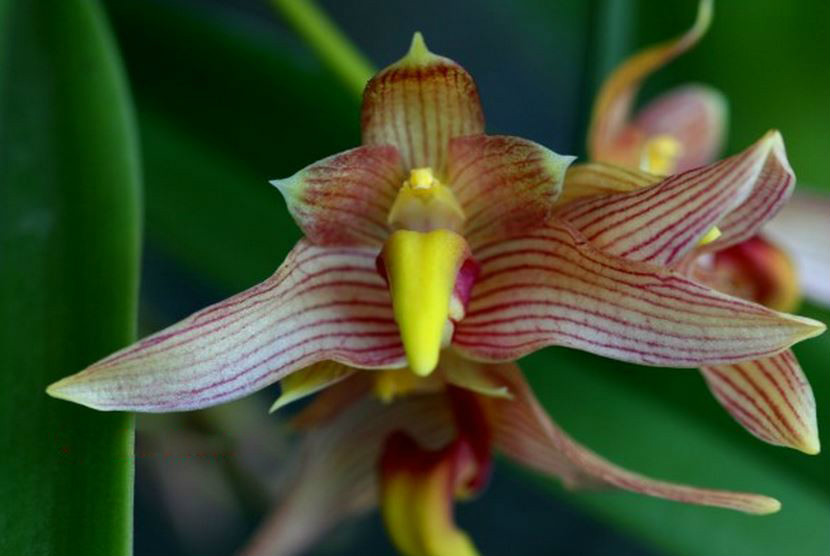  p>二色大苞兰(学名: i>sunipia bicolor /i>  lindl.