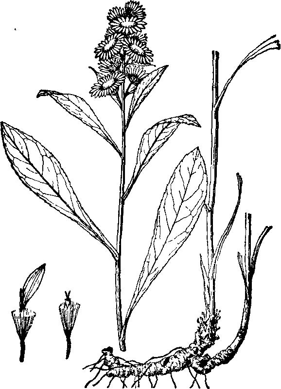  p>毛果一枝黄花(学名: i>solidago virgaurea /i> l.