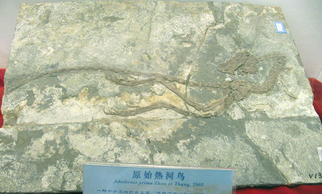  p data-id="gnardk1ooq">热河鸟是最原始的鸟类之一,也是化石鸟类中