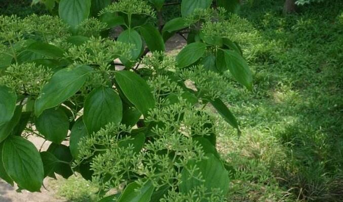  p>常绿乔木,高约15米;嫩枝略有短柔毛,以后变秃净,干后灰褐色,老枝有