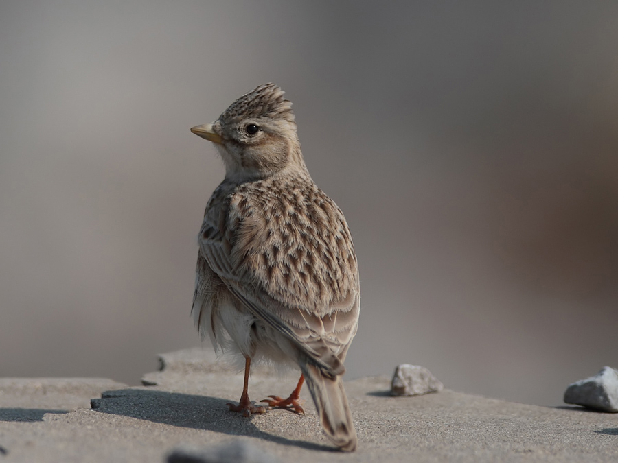  p>百灵俗称 a target="_blank" href="/item/百灵鸟/320511" data