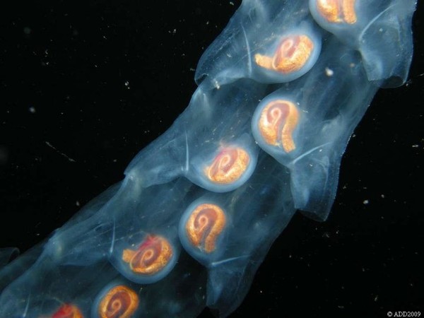  p>樽海鞘[zūn hǎi qiào],英文名salpa,以水中的 a target="_blank