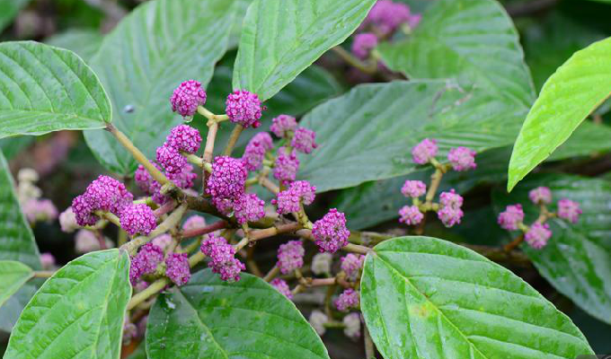  p>锥头麻属(学名:poikilospermum zippel ex miq.