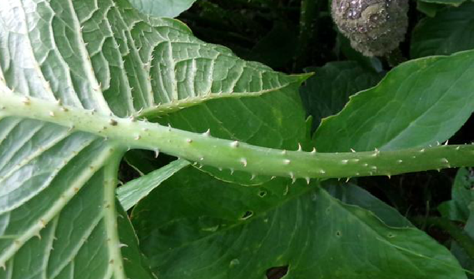  p>刺芋属(学名: i>lasia lour.