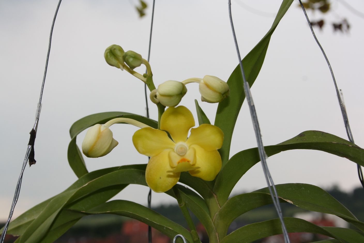 p>白柱万代兰(拉丁学名: i>vanda brunnea /i> rchb. f.