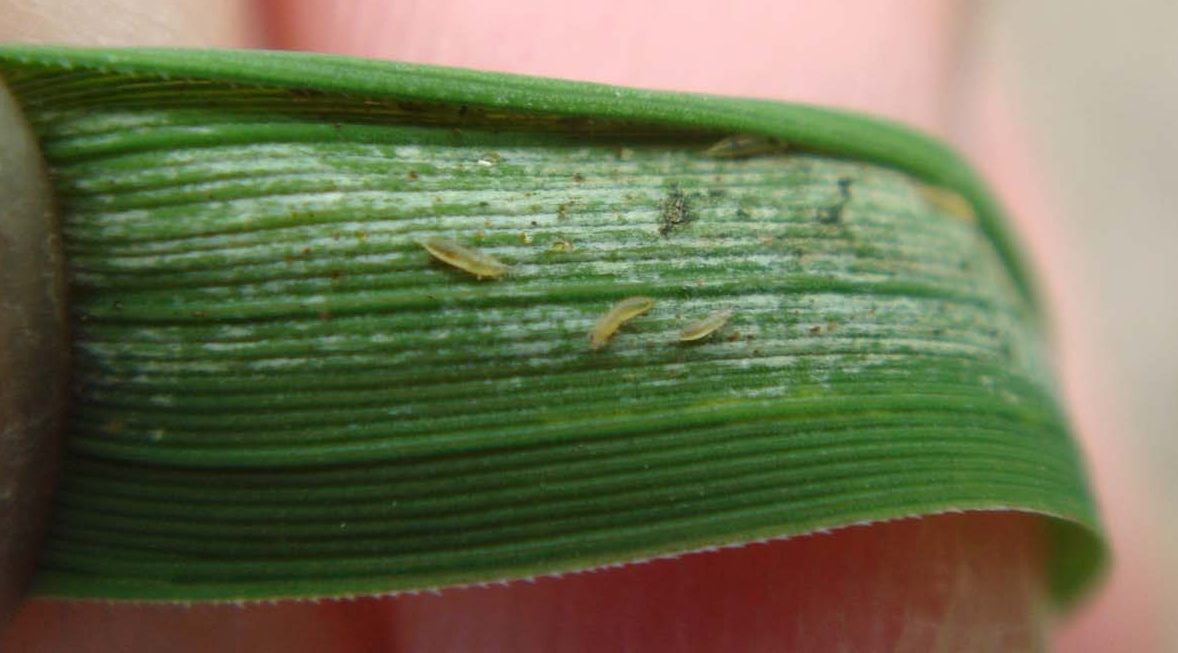  p>西花蓟马是 a target="_blank" href="/item/蓟马科/5024037" data