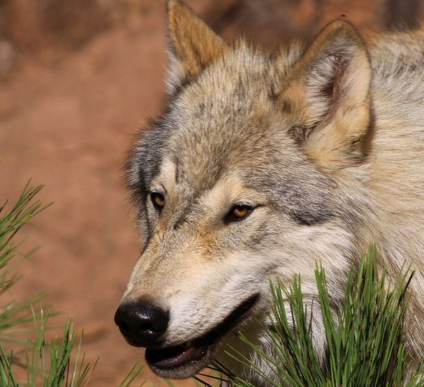  p>苔原狼 i>(学名:canis lupus albus) /i>是灰狼的一个亚种,属于