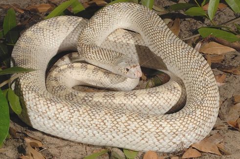  p>北美松蛇(学名:pituophis melanoleucus)成蛇长122-254厘米,体型