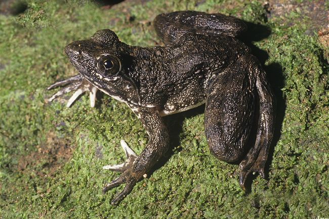  p>非洲巨蛙(学名: i>conraua goliath /i>):是蛙类中的"巨无霸".