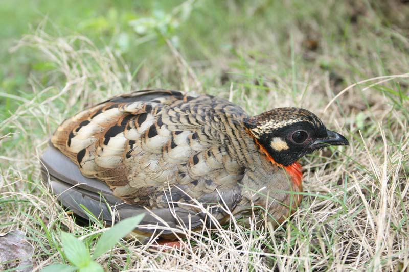 海南黎母山省级自然保护区