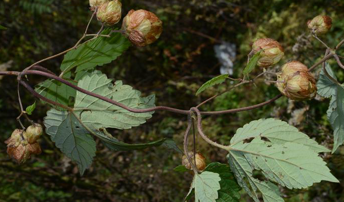 蛇麻子的花蕾可以用作酿造啤酒,俗称"啤酒花".