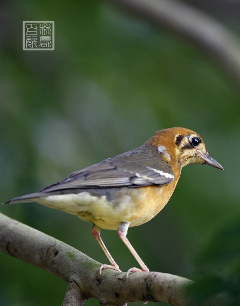 是鸫科的一个属,是由一群中等体型的食虫或杂食性的鸟类所组成的属
