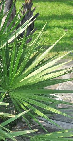 bartram) small)是棕榈科,锯棕属匍匐茎植物,多少有刺,叶掌状,深裂,长