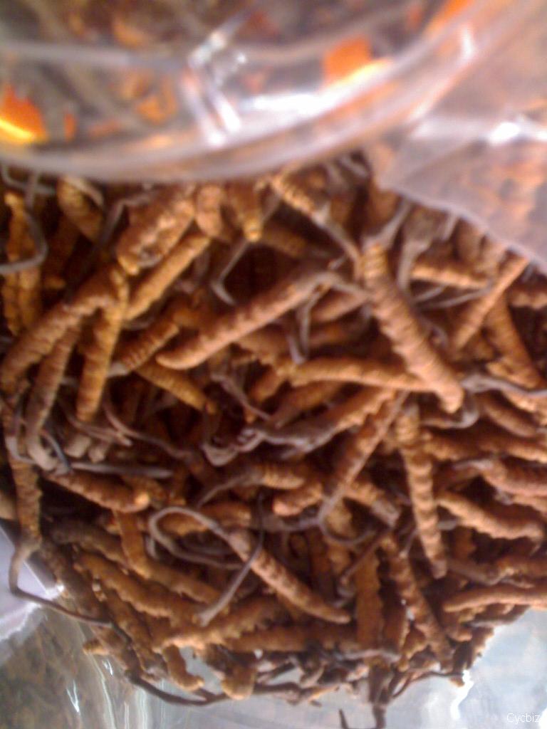 prunus persica atropurpurea